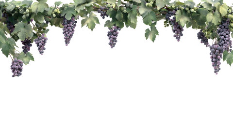 Grapevine Border With Lush Green Leaves And Purple Grapes. Vineyard Harvest Theme Isolated On Transparent Background