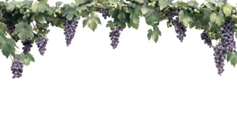 Grapevine Border With Lush Green Leaves And Purple Grapes. Vineyard Harvest Theme Isolated On Transparent Background