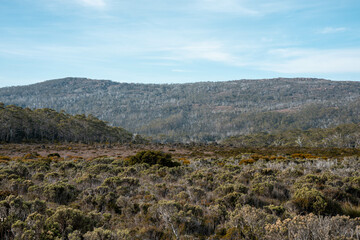 tasmania alpine plants, hiking with a baby on a boardwalk in a national park