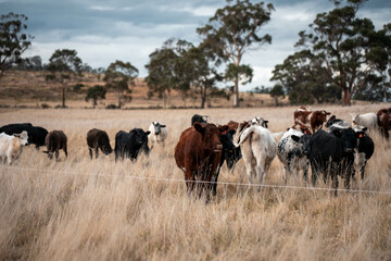 beautiful cattle in Australia  eating grass, grazing on pasture. Herd of cows free range beef being regenerative raised on an agricultural farm. Sustainable farming