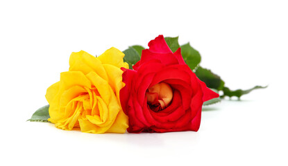Two beautiful roses.