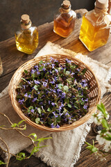 Fresh ground-ivy flowers in a basket in spring