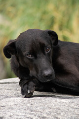 Close-up of a black dog lying on a stone surface with a relaxed, thoughtful expression. Captured in outdoor lighting, revealing fine detail in the fur and face.
