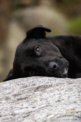 Black dog resting its head on a smooth rock, with calm and expressive eyes. Captured in soft natural light, conveying emotion and serenity. A touching animal portrait in nature.