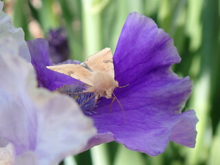 Phragmatiphilia nexa moth on an iris flower