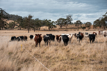beautiful cattle in Australia  eating grass, grazing on pasture. Herd of cows free range beef being regenerative raised on an agricultural farm. Sustainable farming