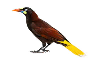 Vibrant brown bird with colorful beak and tail feathers perched on one leg in a natural setting