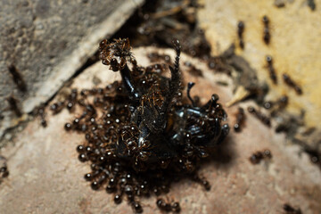 A group of ants eating a large beetle, macro shot.
