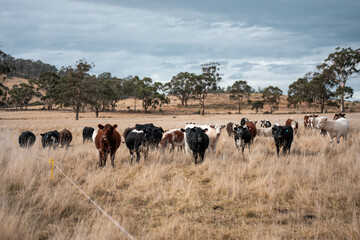 beautiful cattle in Australia  eating grass, grazing on pasture. Herd of cows free range beef being regenerative raised on an agricultural farm. Sustainable farming