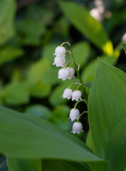 A blooming white lily of the valley flower during spring in greenery garden. It is a woodland flowering plant with sweetly scented.