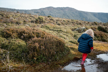 Fototapeta premium tasmania alpine plants, hiking with a baby on a boardwalk in a national park