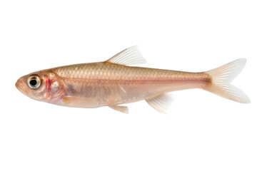 Fototapeta premium Freshwater fish swimming gracefully in clear waters during a serene aquatic environment