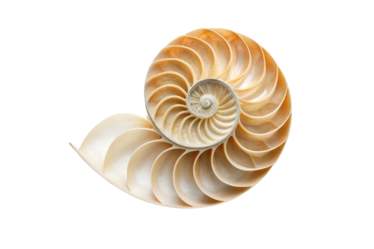 Nautilus shell showcasing intricate spiral design for natural decor and educational purposes