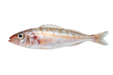 Fototapeta premium Fresh red mullet ready for culinary preparation, showcasing vibrant colors and unique features for gourmet dishes