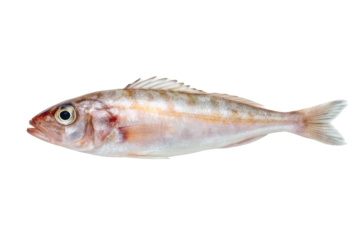 Fresh red mullet ready for culinary preparation, showcasing vibrant colors and unique features for gourmet dishes