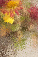Soft focus chamomile, aster flower bouquet through glass with wet water drops. Abstract natural...