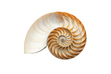 Obraz premium Nautilus shell showcasing natural spiral patterns often found on ocean beaches for decorative use or educational purposes