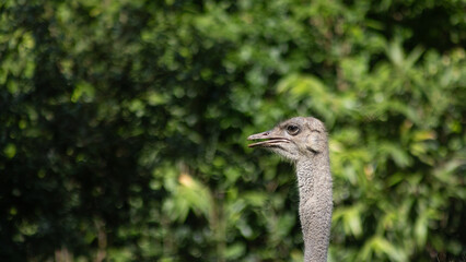 Curious Ostrich Staring into the Distance Against a Lush Green Background. Close-Up Profile of Ostrich Head in Natural Daylight with Blurred Jungle Background.