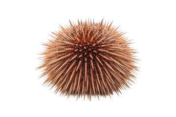 Obraz premium Unique sea urchin with spiny texture found in marine environments for oceanic studies
