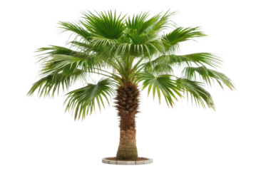 Tropical palm tree with lush green leaves in a well-maintained garden setting ideal for landscaping design