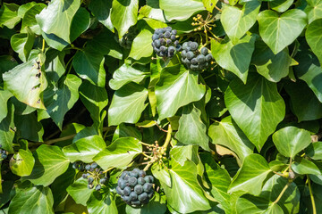 Fruits of Common Ivy Hedera Helix Linne. Hedera helix common, English ivy,