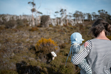 tasmania alpine plants, hiking with a baby on a boardwalk in a national park