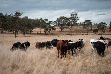 farming cows in a field on a farm eating grass in a beautiful country landscape