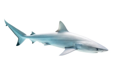 Fototapeta premium Underwater encounter with a graceful shark swimming in the ocean depths showcasing marine life and biodiversity