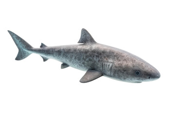 Obraz premium Grey shark swimming gracefully in ocean waters, showcasing aquatic beauty and marine life dynamics