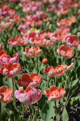 Vibrant Floral Display of Pink, Orange, and Red Tulips