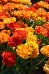 A Brilliant Contrast of Warm-Colored Tulips in Bloom