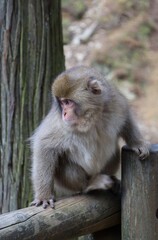 Fototapeta premium Little snow monkey on wooden fence in japan