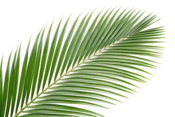 Obraz premium Green palm leaf placed elegantly for tropical decor and design projects, ideal for summer themes or nature-inspired backgrounds