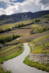 Chemin dans le vignoble du Valais, Suisse, au printemps