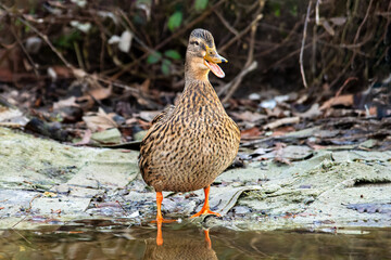 Canard colvert femelle Anas platyrhynchos au bord de l’eau, oiseau aquatique sauvage en milieu naturel