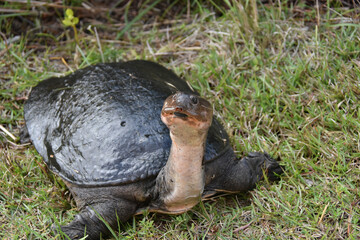 Flordia Softshell Turtle