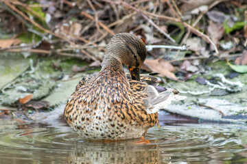 Canard colvert femelle Anas platyrhynchos au bord de l’eau, oiseau aquatique sauvage en milieu...