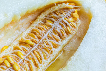 yellow melon on a white background