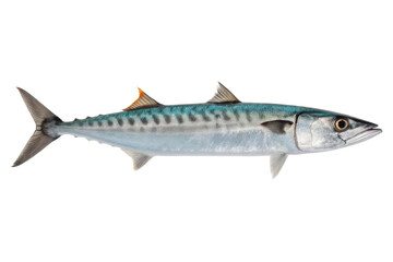 Naklejka premium Fresh mackerel ready for cooking, showcasing its shiny scales and distinctive coloration for culinary use