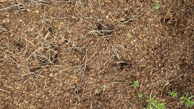 A nest of red wood ants in a forest in northern Germany. They are active and display impressive nest structures. Thousands of insects exhibit fascinating social behavior. 280 MB; 58 sec; pps 50