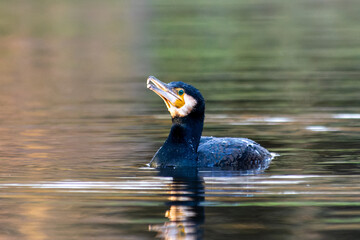 Grand cormoran Phalacrocorax carbo nageant dans l&rsquo;eau, oiseau aquatique noir, photographie de faune sauvage