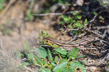lizard on the grass