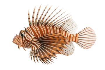 Colorful lionfish swimming gracefully in ocean waters, showcasing vibrant stripes and fins for marine life awareness and educational purposes