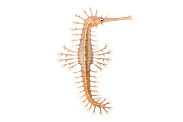 Fototapeta premium Unique seahorse specimen showcasing intricate features and delicate spines in marine environment