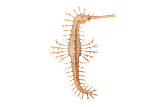 Unique seahorse specimen showcasing intricate features and delicate spines in marine environment