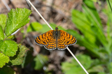 Nymphalidae / Benekli Büyük İparhan / Knapweed Fritillary / Melitaea phoebe