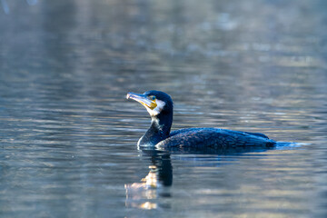 Grand cormoran Phalacrocorax carbo nageant dans l&rsquo;eau, oiseau aquatique noir, photographie de faune sauvage