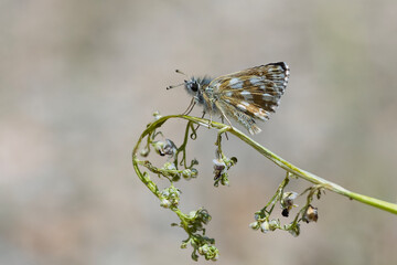 Hesperiidae / Kızıl Zıpzıp / Orbed Red-underwing Skipper / Spialia orbifer