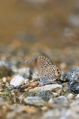 Lycaenidae / Mücevher Kelebeği / Grass Jewel / Chilades trochylus