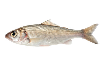Fresh European bass ready for culinary preparation and presentation at seafood market